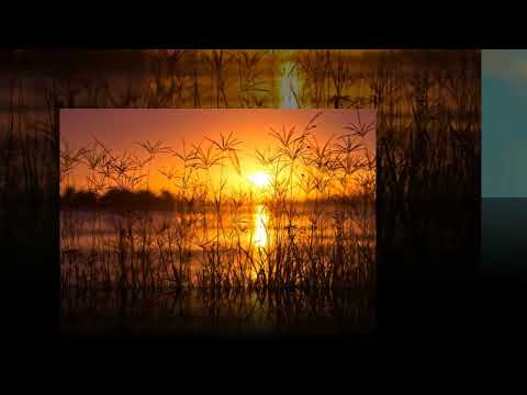 Dragoljub Lazarević   Igrali se vrani konji!