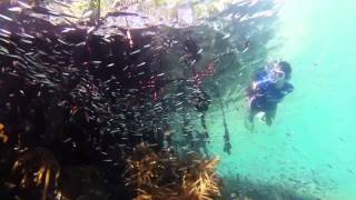 Cobie Smulders Explores Belize's Hidden Treasures with Oceana