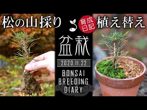 山松、山松 植物