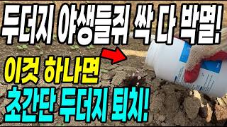 텃밭 두더지 야생들쥐 싹 다 박멸! 이것 하나면 초간단 두더지 퇴치! 알아서 먹고 죽는 퇴치제