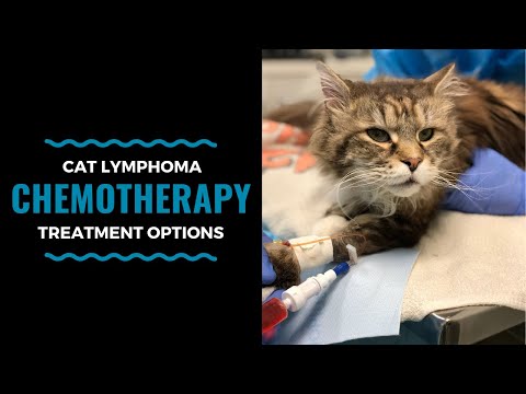 Cat Lymphoma Chemotherapy Treatment Options: Vlog 100