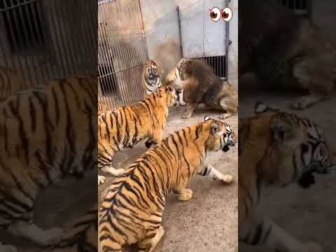 Lion attaquer par des tigres