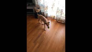 Carolina Dog Puppies Videos
