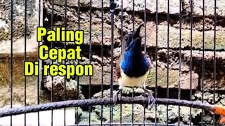 Download lagu Pancingan SOGON agar cepat bunyi, SOGON Gacor penuh emosi mp3 Download lagu Pancingan SOGON agar cepat bunyi, SOGON Gacor penuh emosi mp3