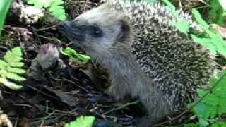 preview picture of video 'Siili - Hedgehog'