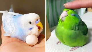 Smart And Funny Parrots Parrot Talking Videos Compilation (2024) - Cute Birds #9