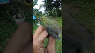 Download lagu pikat korlap kolibri kelapa mp3 Download lagu pikat korlap kolibri kelapa mp3