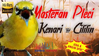 Download lagu Masteran Pleci Tembakan Kenari Sambung Cililin Cocok Buat Pancingan Pleci Cepat Ngalas mp3