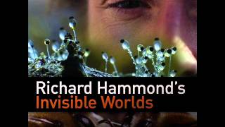 Richard Hammond's Invisible Worlds Soundtrack - Shockwave