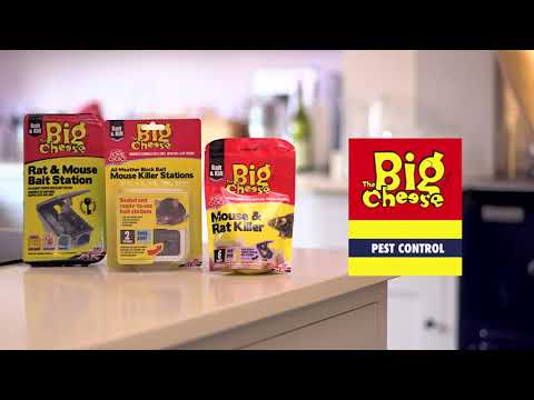 Bait And Kill Treatments To Protect Your Home From Mice - COM125