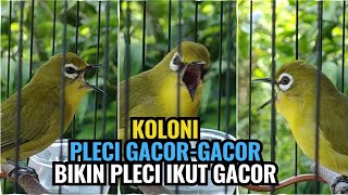 Download lagu Koloni Pleci Buka Paruh Pancingan Ampuh Bikin Pleci Gacor #kolonipleci mp3 Download lagu Koloni Pleci Buka Paruh Pancingan Ampuh Bikin Pleci Gacor #kolonipleci mp3