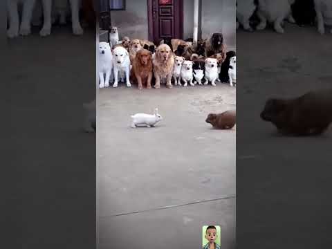 dog and rabbit fighting #bear  #animal #goatlovers #babygoat #funny #cute #goatsounds #baby #dog