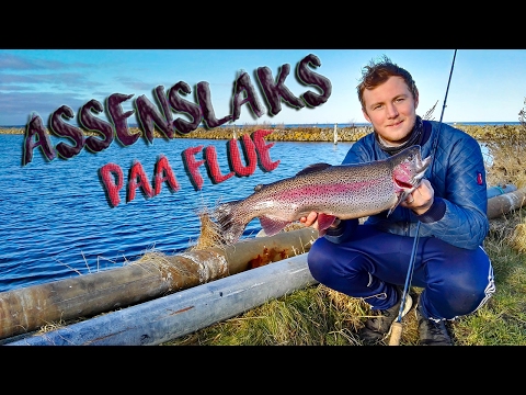 ASSENSLAKS PÅ FLUE – Kystfiskeri (Trout, Forelle, Rainbow, Havørred)