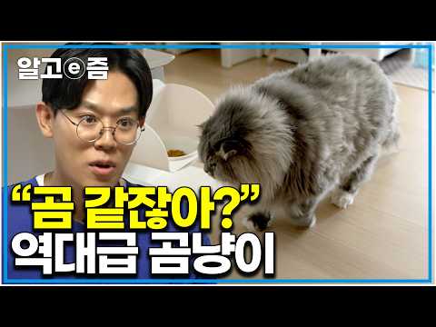 곰이야 고양이야? 하루 30분 밖에 움직이지 않는 초특급 게으른 곰냥이 찾아갔더니