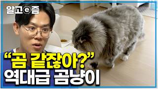 "곰이야 고양이야?" 하루 30분 밖에 움직이지 않는 초특급 게으른 곰냥이 찾아갔더니｜고양이를 부탁해｜알고e즘