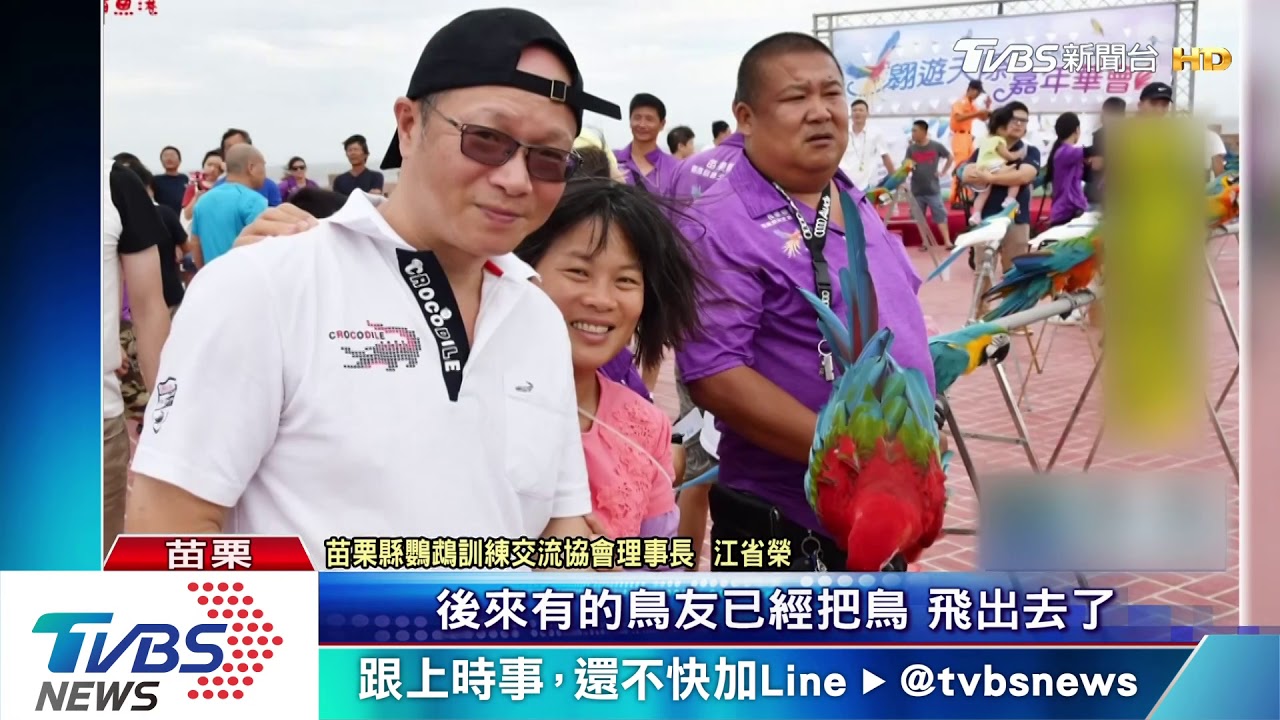 颱風天放飛 翅膀不敵強風鸚鵡溺斃