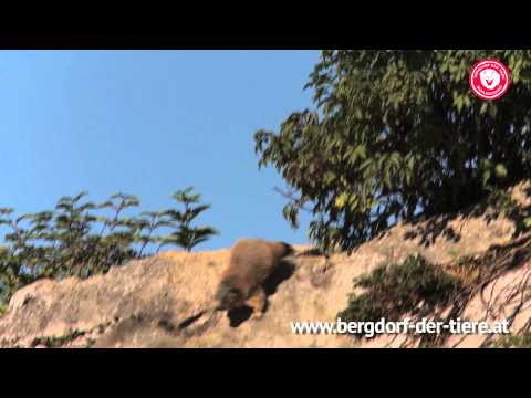 Familienurlaub im Bergdorf der Tiere | Mühlbach am Hochkönig