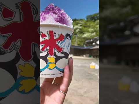 国際社会学科 【ひとつばたご祭り】対馬市のお花の祭り！久々のお祭りさいくぅ〜！！ #Shorts