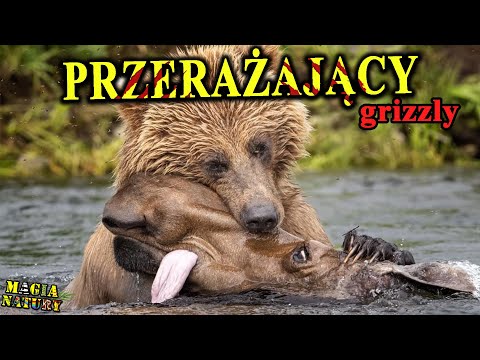 Hunts Moose and Buffalo - GRIZZLY - Terrifying Bear