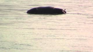 preview picture of video 'Huerca valiente y comprometida 1.5 Tres Hipopótamos - Nvuu zitatu'