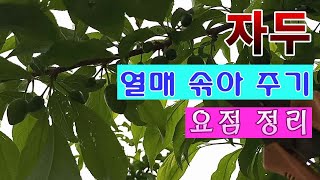 [텃밭농부 1,439]  자두나무 열매 솎아주는 방법에 관한 요점 정리. #자두재배