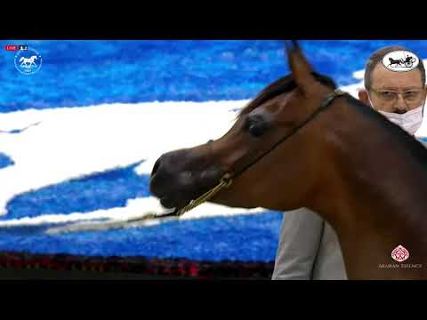 N 79 AJ TARIM   Dubai International Arabian Horse Championship 2021   Mares 4 6 Years Old Class 5