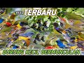 Suara Pikat Burung Kecil Terbaru Ini Yg Paling Tepat Untuk Menipu Burung Lain