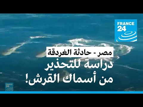 حادثة الغردقة.. مصر تبدأ دراسة لزرع أجهزة تحذر من أسماك القرش • فرانس 24 FRANCE 24