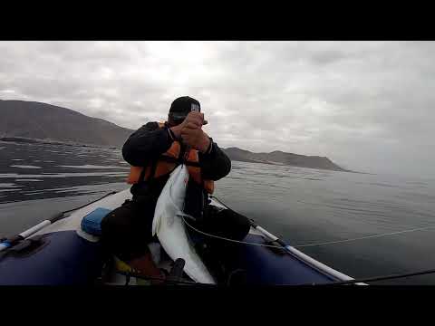 Pesca de Dorado en ATACAMA, Los Medanos, Chañaral. Al Jiggin.