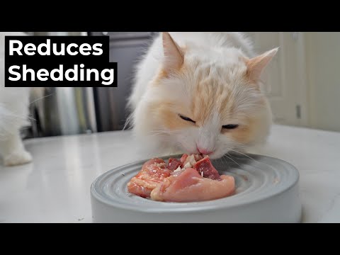 Raw Meat Diet for Cats: Pros and Cons Explained