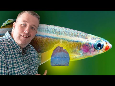 MY TOP 5 FOR A 5 GALLON AQUARIUM