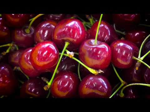 Perfect Cherries From Tree to Table
