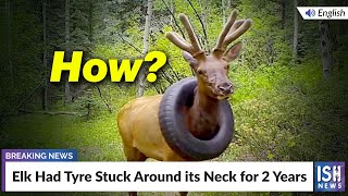 Elk Had Tyre Stuck Around its Neck for 2 Years