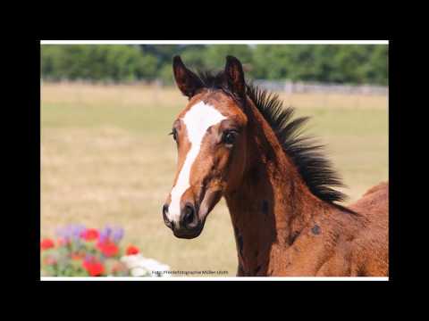Stutfohlen von Million Dollar - Armand xx