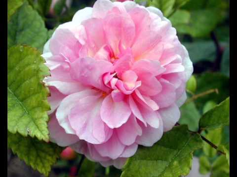 Alto Astral -  A Cor Do Som...