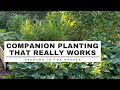 COMPANION PLANTING that REALLY WORKS: Growing in the Garden