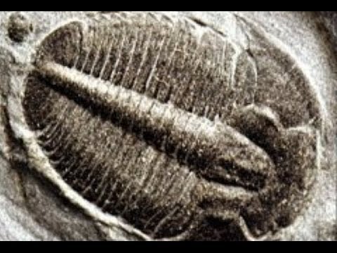 103 - Bones in Stones / Genesis Conflict - Walter Veith