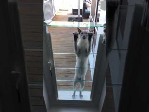 Siamese Kitten locked out winter