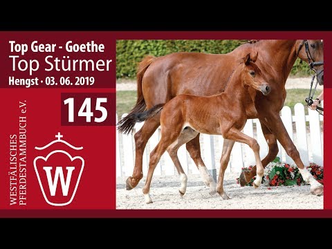 145 Top Stürmer Hengst v. Top Gear - Goethe