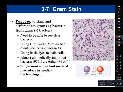 Bio 210 Final Review Video