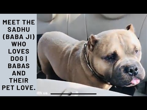 Meet the Sadhu (Baba ji) who loves Dog American Bully | Babas and their pet love. 🙏🏻😊