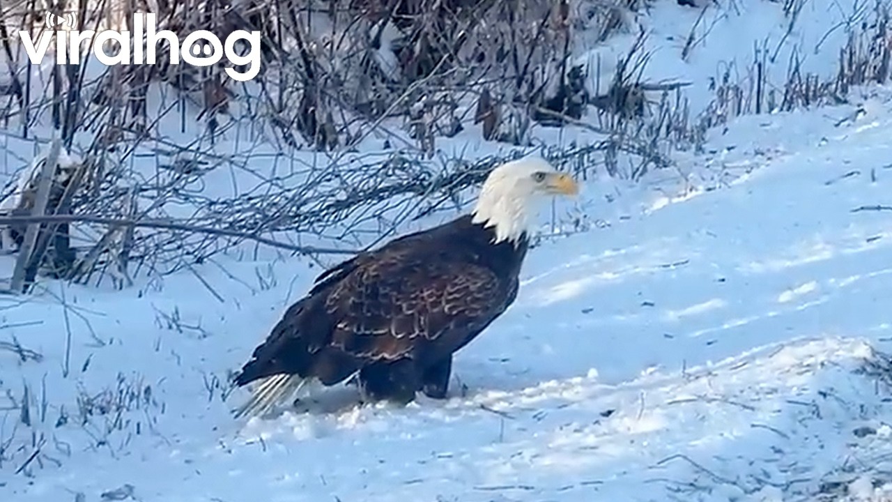 Two Grounded Bald Eagles With Locked Talons || ViralHog