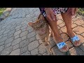 Super Excited Orange Cat Meowing And Purring Very Loudly