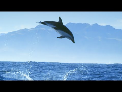 The Magical Dolphin Moments Will Keep You Amazed