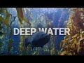 Deeply Restful Kelp Forest Underwater Sounds And Beautiful Visuals Fish And Sharks
