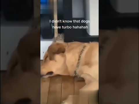 subra doggy🐶❤️🔥#dog#dogs#doglove#doglovers#funnyvideo#funnyshorts#dogfunnymoments#dogfunnyclips