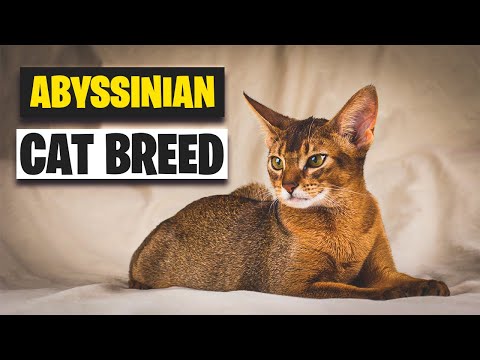 The Abyssinian Cat Breed Personality | Everything You Need to Know
