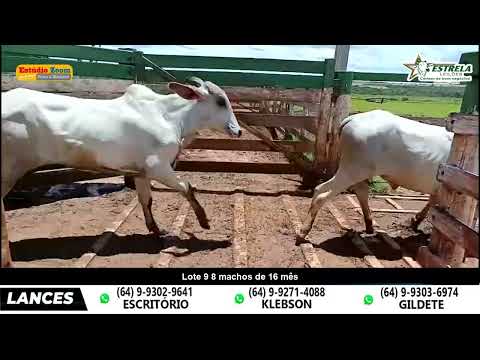 Lote 9 - Leilão Estrela - Morrinhos - Go - apartir das 19 hs - 10/02/2026