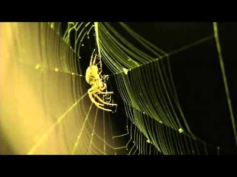 Bridge in Ohio capital is infested with thousands of spiders