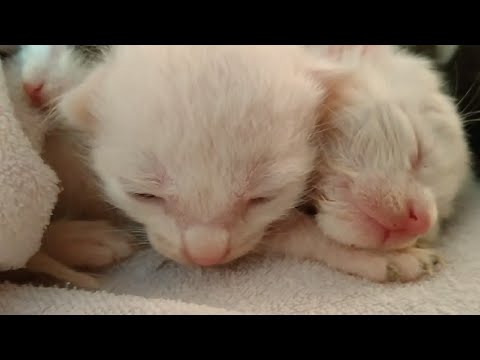 Mother Cat Is Not Feeding Newborn Kittens || 2 Kittens Are Not With Us